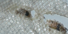 outside of shed skin