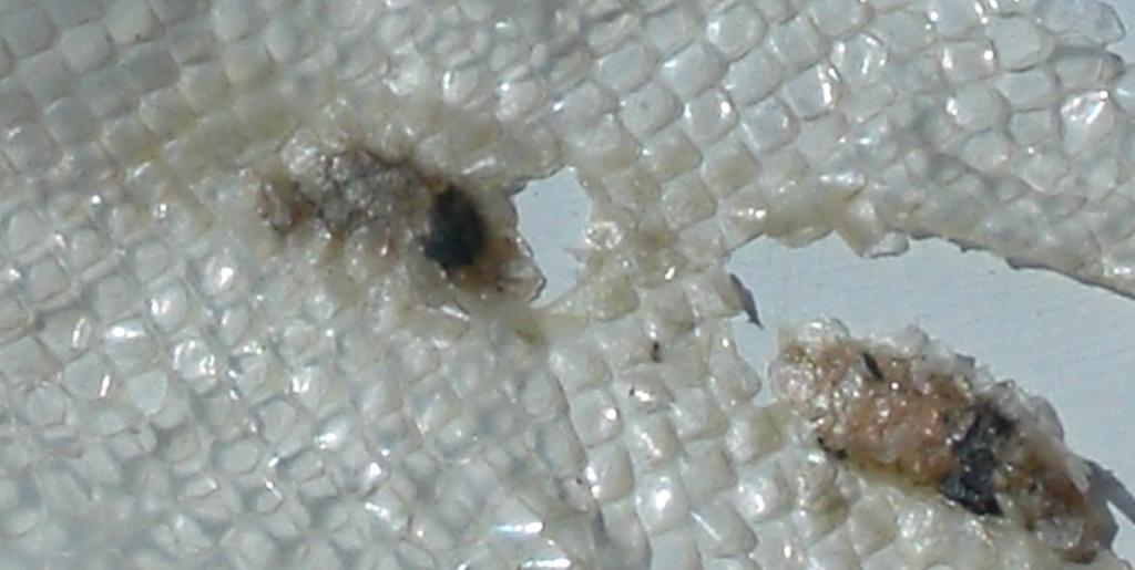 outside of shed skin