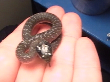 Heralds snake