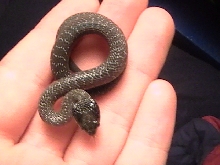 African White Lipped snake