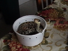 Taiwan Beauty Snake