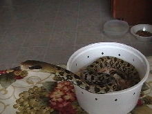 Taiwan Beautuy Snake