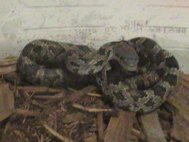 Baby Black Rat Snake