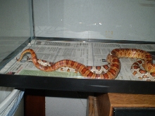 Rosie mating