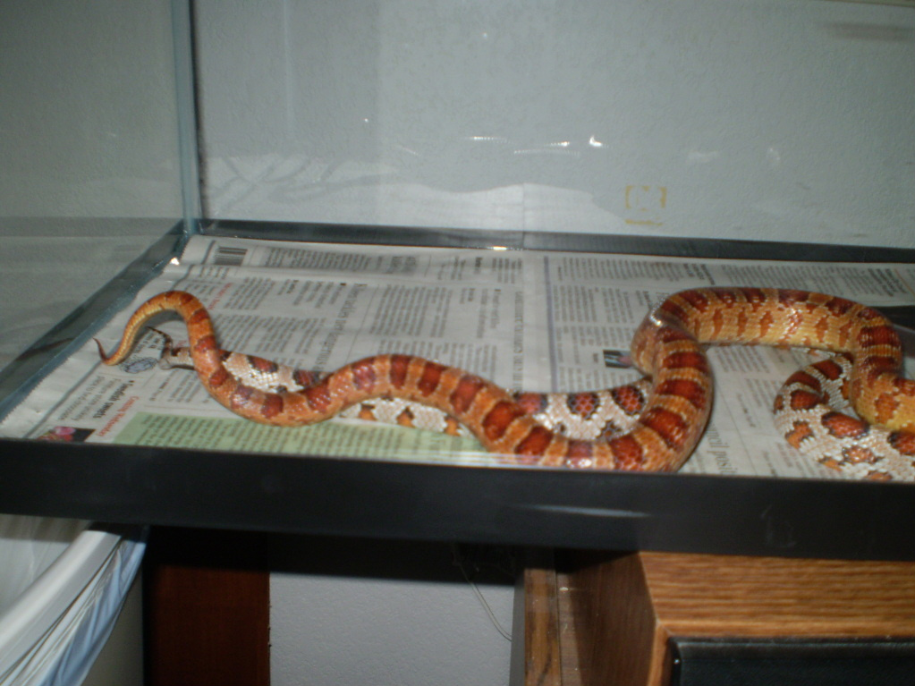 Rosie mating