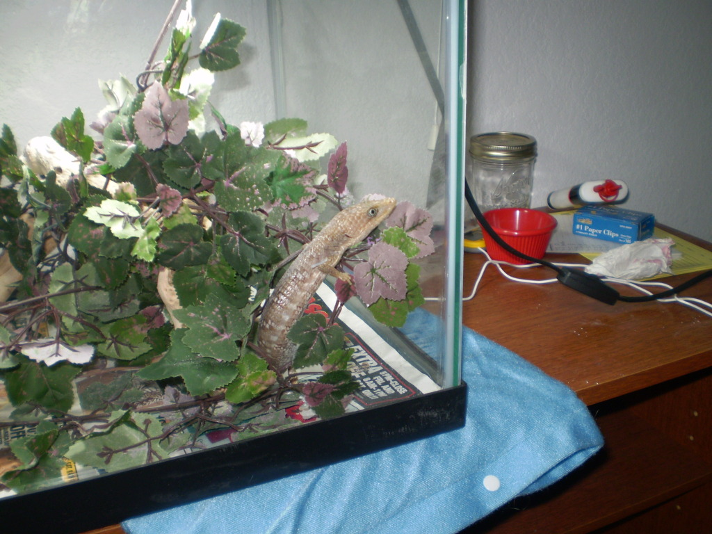 Texas Alligator Lizard