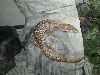 Female 5/02/09