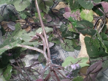 Gator hiding