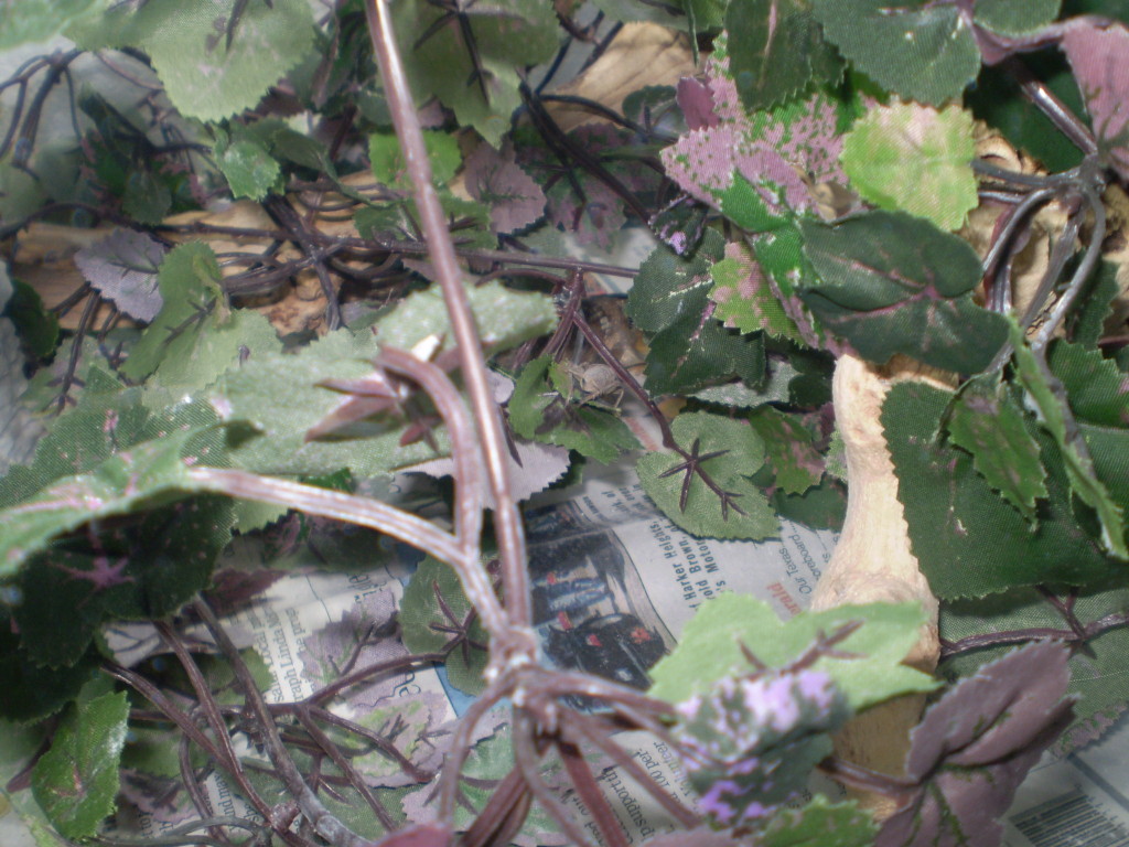 Gator hiding