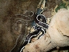 Female Cal King