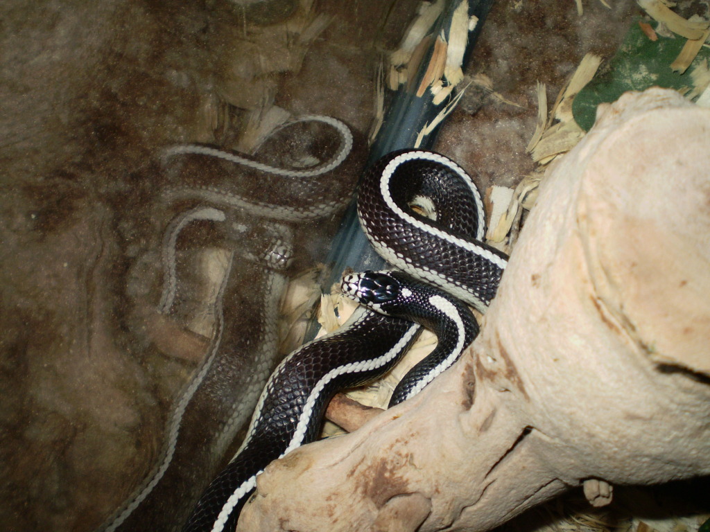 Female Cal King