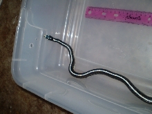 Female in container