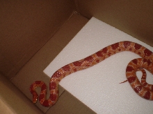 Female reverse