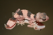 Wheeleri Male 6 Months