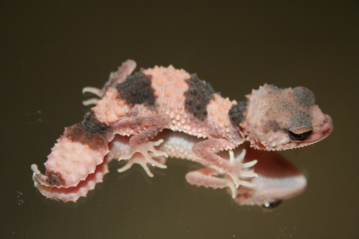 Wheeleri Male 6 Months