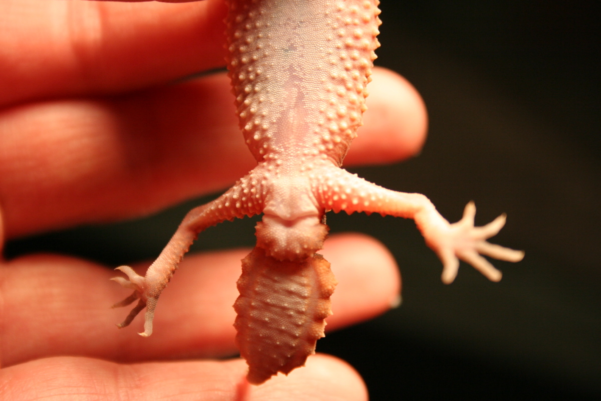 Wheeleri Male 6 Months