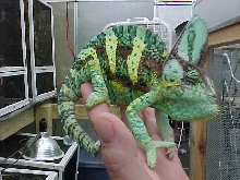 Veiled Male at 10  months old