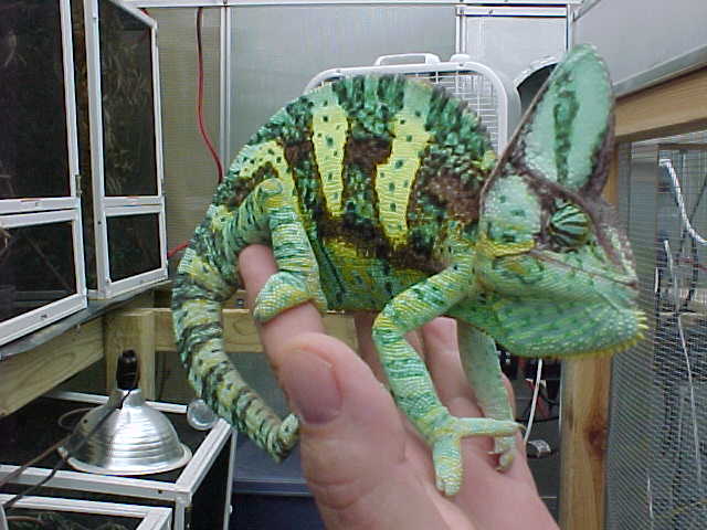 Veiled Male at 10  months old