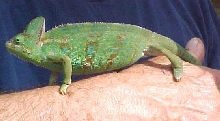 Female 4 months