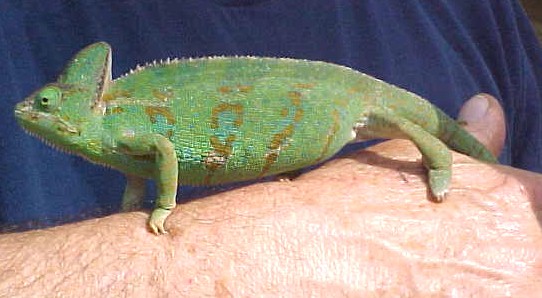 Female 4 months