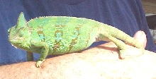 Female Veiled Chameleon 4 months old