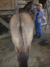 Dorsal Stripe