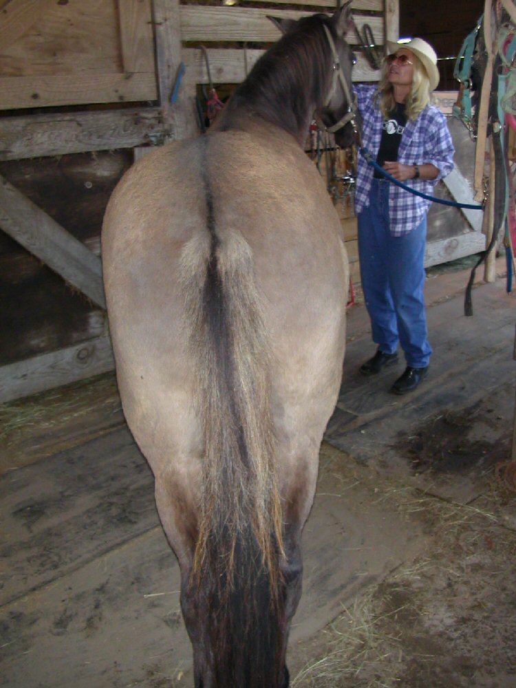 Dorsal Stripe