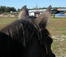 Ears