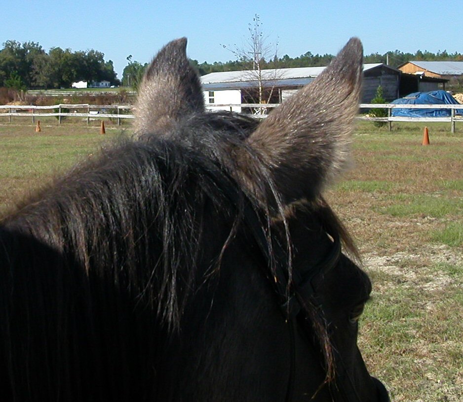 Ears