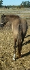 Dorsal