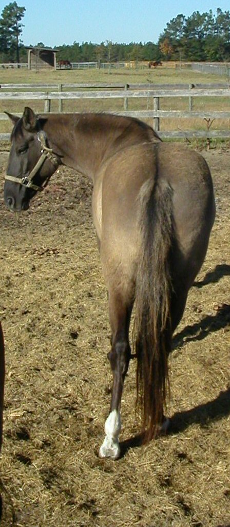 Dorsal