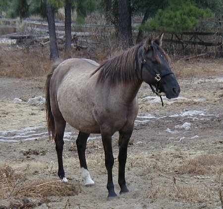 Dorsal/Black Head
