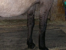 Zebra Stripes Legs