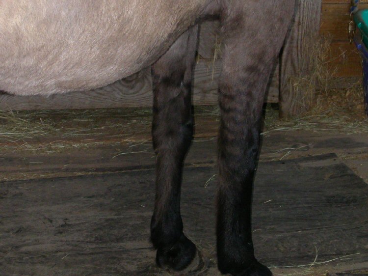 Zebra Stripes Legs