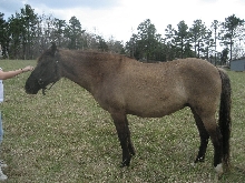 Black head, shoulder stripe
