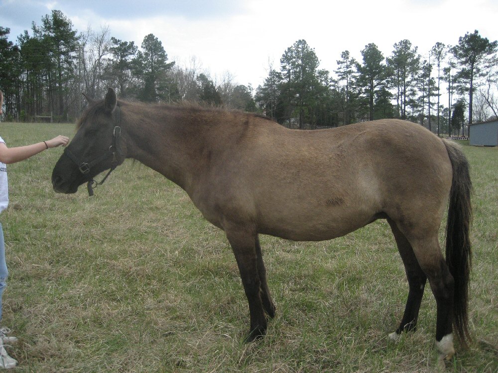 Black head, shoulder stripe