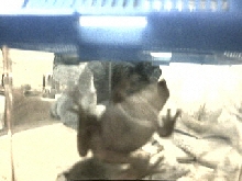 Turtle the WTF