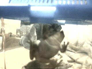 Turtle the WTF