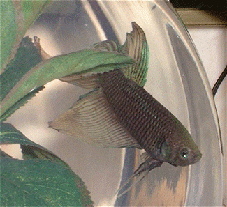 Fabio the Betta