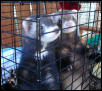 badger & rocco
