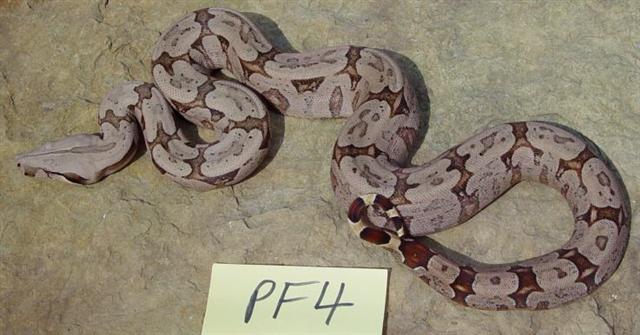 purple (smaller pic)