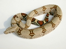 peruvian