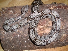 unique BCI