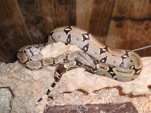 ecuadorian basking