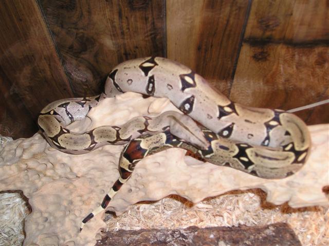 ecuadorian basking