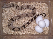 my first clutch!