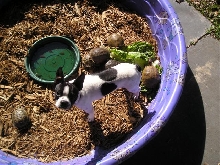 Ralphie and turtles