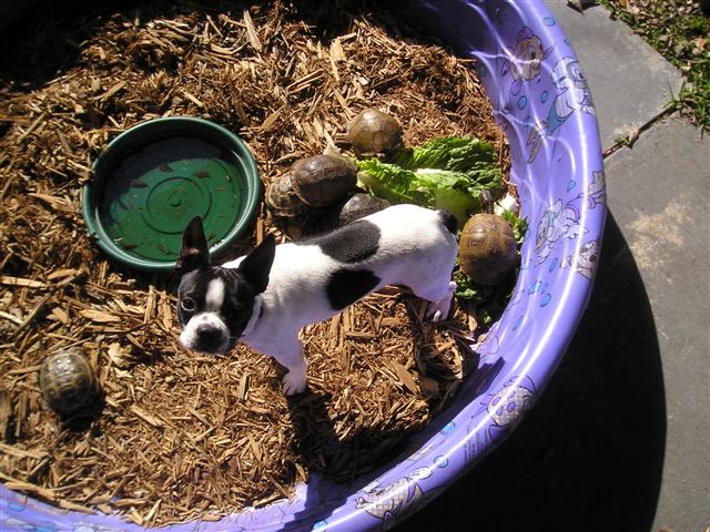 Ralphie and turtles