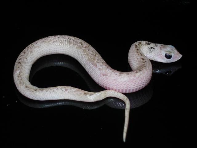 white-sided hog