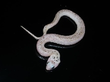 hog 2